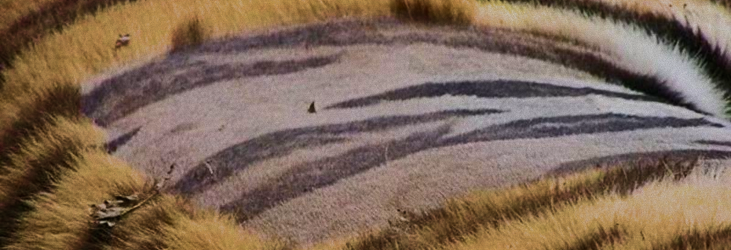 Shaved tiger skin showing, that they have stripes on their skin too